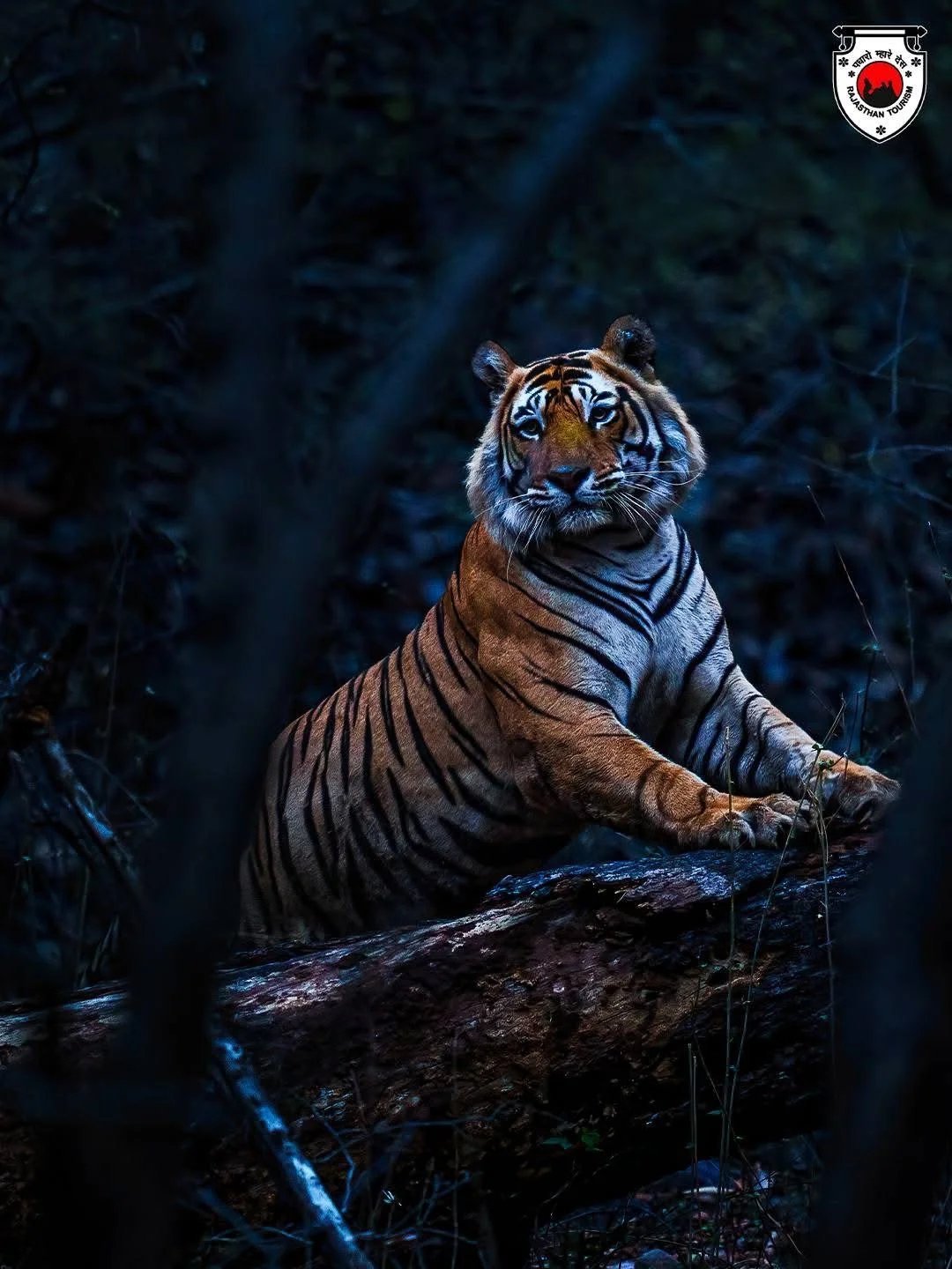 Ranthambore Luxury Safari: A Regal Pursuit of the Majestic Tiger